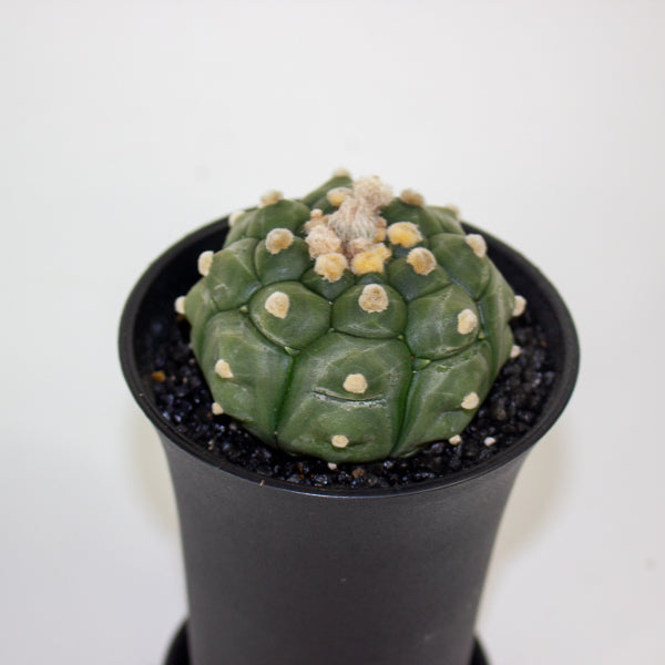 Astrophytum Asterias Kikko Lizard Skin XL 10cm H16cm