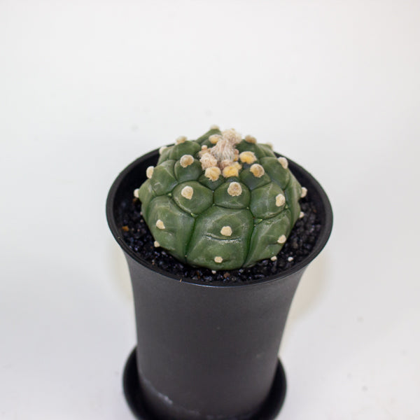 Astrophytum Asterias Kikko Lizard Skin XL 10cm H16cm