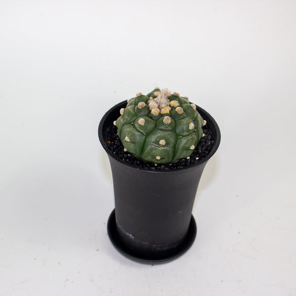Astrophytum Asterias Kikko Lizard Skin XL 10cm H16cm