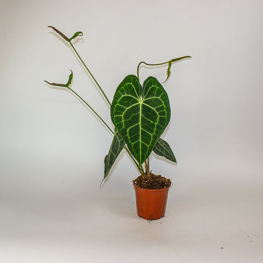Anthurium clarinervium 12cm H35cm