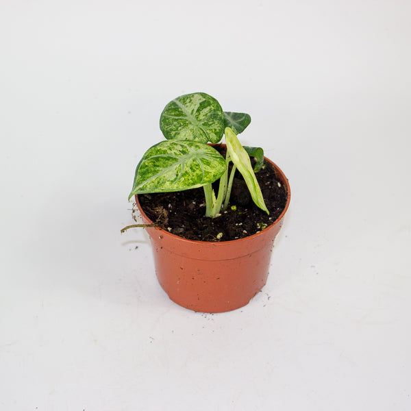 Alocasia Ninja Tricolor 10.5cm H15cm
