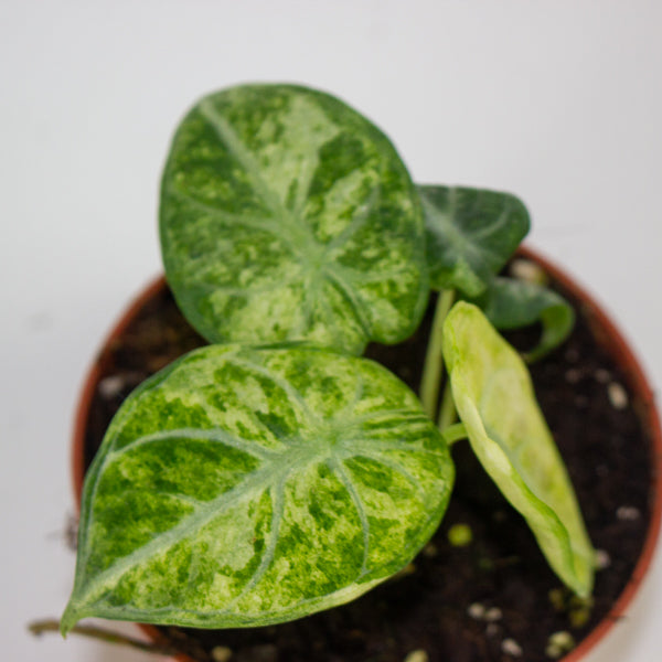 Alocasia Ninja Tricolor 10.5cm H15cm