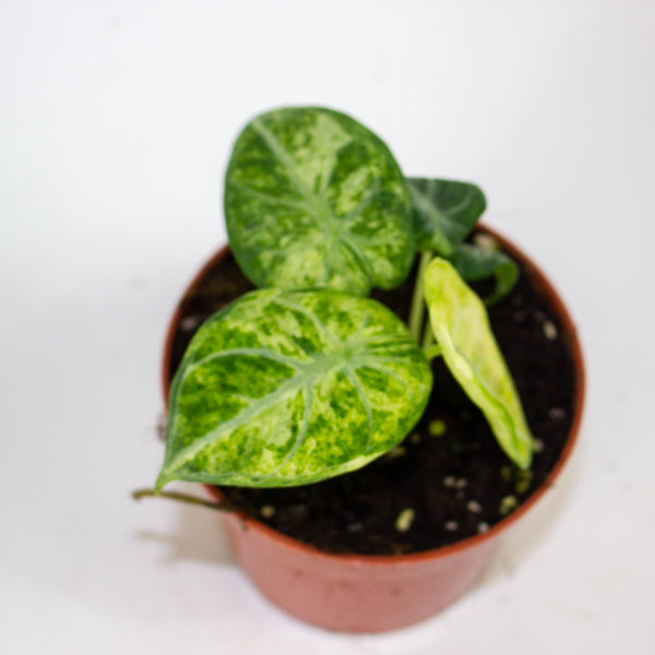 Alocasia Ninja Tricolor 10.5cm H15cm