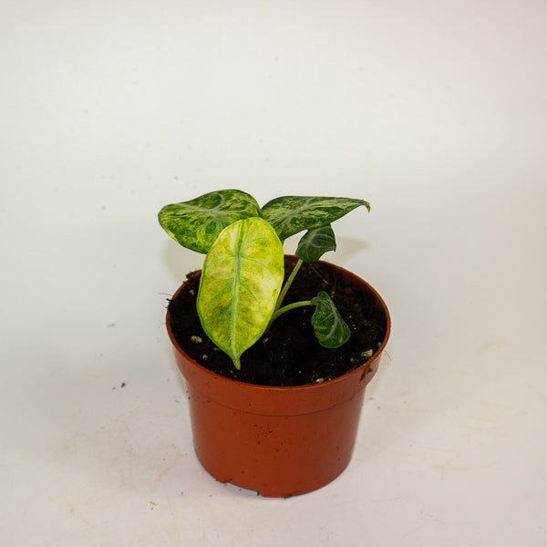 Alocasia Ninja Tricolor 10.5cm H15cm