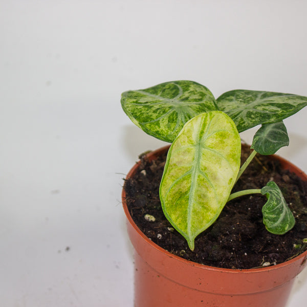 Alocasia Ninja Tricolor 10.5cm H15cm