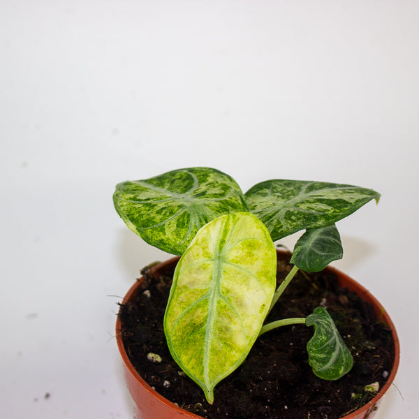Alocasia Ninja Tricolor 10.5cm H15cm