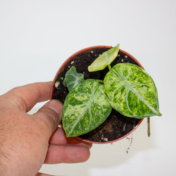 Alocasia Ninja Tricolor 10.5cm H15cm