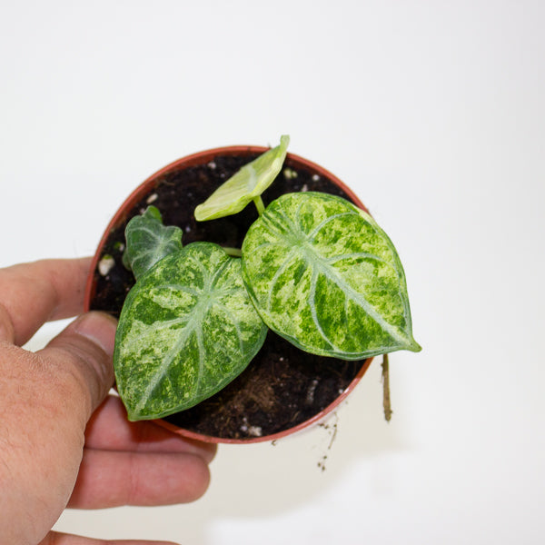 Alocasia Ninja Tricolor 10.5cm H15cm