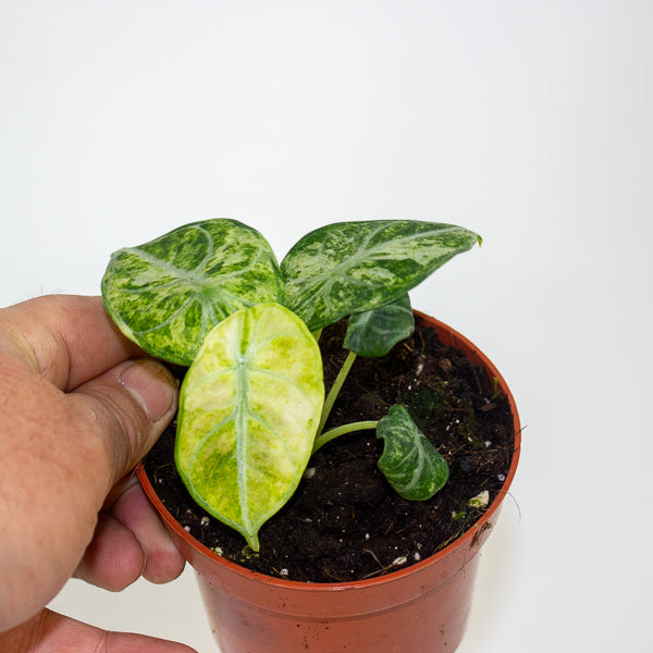 Alocasia Ninja Tricolor 10.5cm H15cm