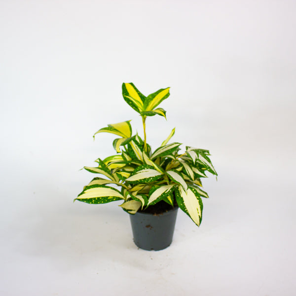 Dracaena Milky Way 12cm H25cm