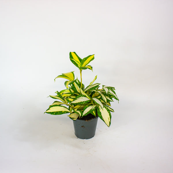 Dracaena Milky Way 12cm H25cm