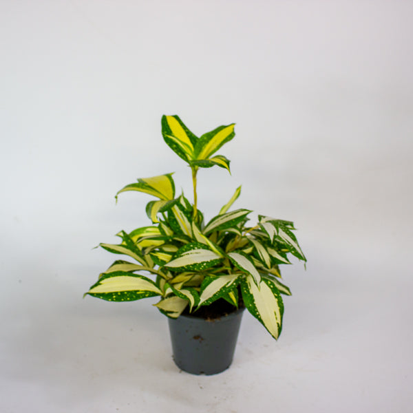 Dracaena Milky Way 12cm H25cm