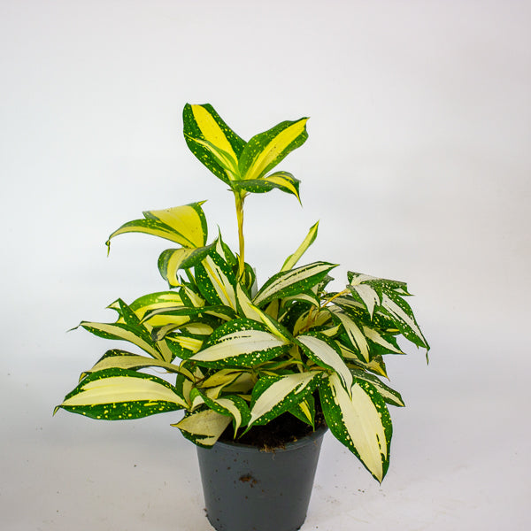 Dracaena Milky Way 12cm H25cm