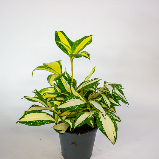 Dracaena Milky Way 12cm H25cm