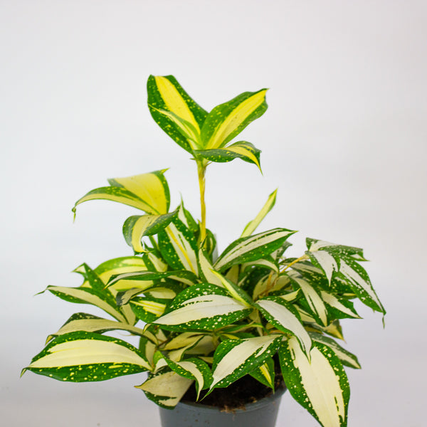 Dracaena Milky Way 12cm H25cm