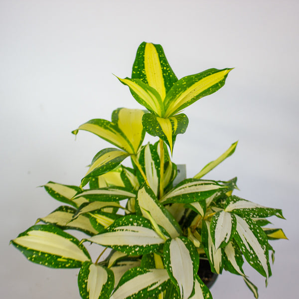 Dracaena Milky Way 12cm H25cm