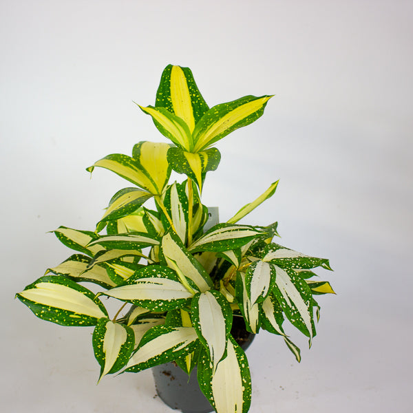 Dracaena Milky Way 12cm H25cm