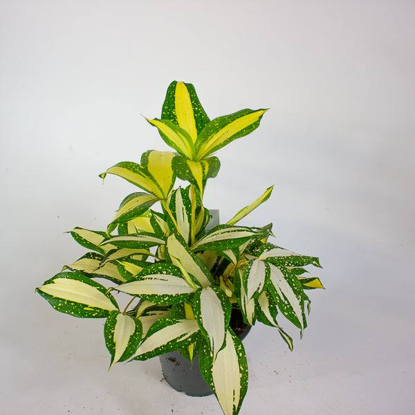 Dracaena Milky Way 12cm H25cm