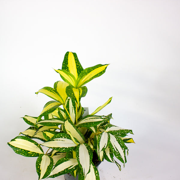 Dracaena Milky Way 12cm H25cm