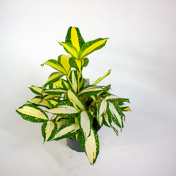 Dracaena Milky Way 12cm H25cm