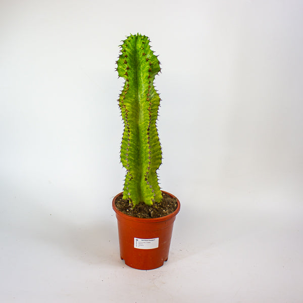 Euphorbia ingens 'Variegata' 17cm H50cm