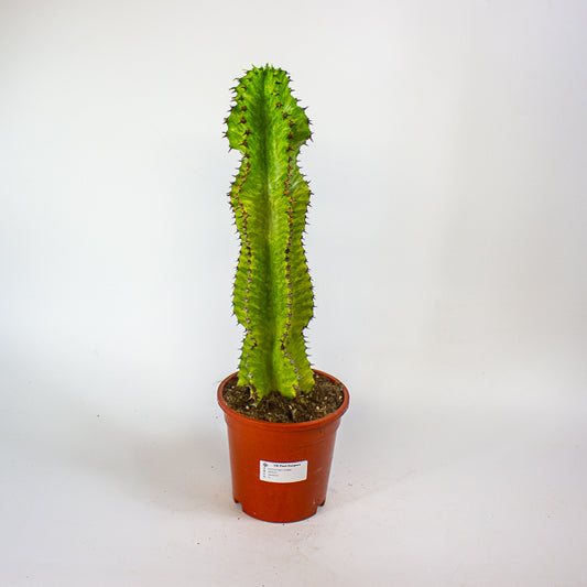 Euphorbia ingens 'Variegata' 17cm H50cm