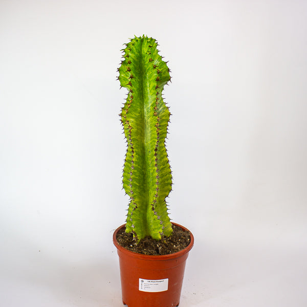 Euphorbia ingens 'Variegata' 17cm H50cm