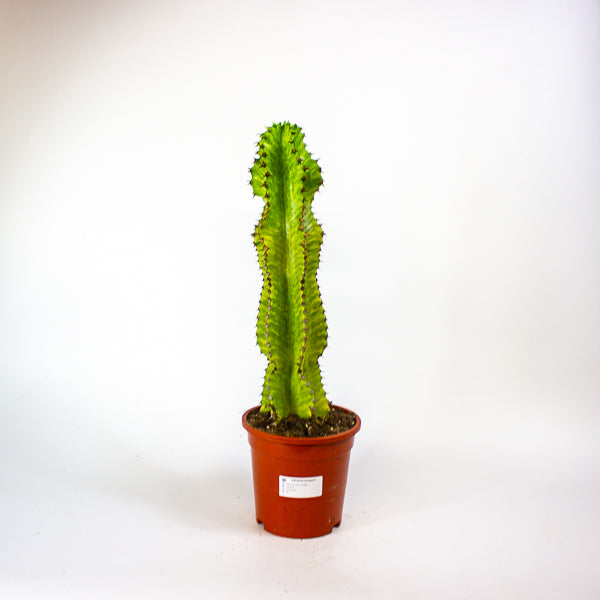 Euphorbia ingens 'Variegata' 17cm H50cm