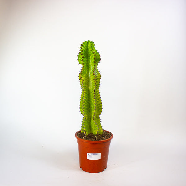 Euphorbia ingens 'Variegata' 17cm H50cm