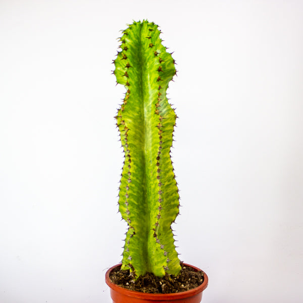 Euphorbia ingens 'Variegata' 17cm H50cm