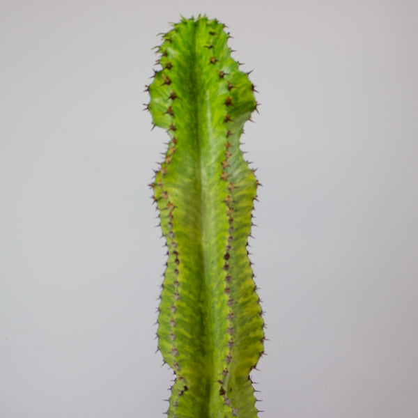 Euphorbia ingens 'Variegata' 17cm H50cm