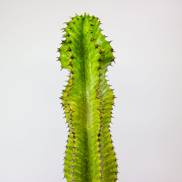 Euphorbia ingens 'Variegata' 17cm H50cm