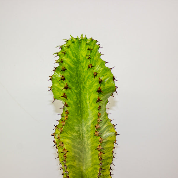 Euphorbia ingens 'Variegata' 17cm H50cm