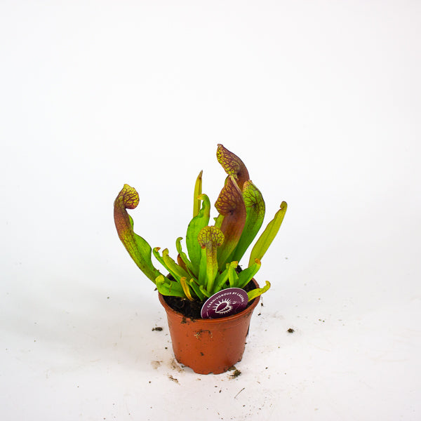 Sarracenia Catesbaei 8.5cm H18cm