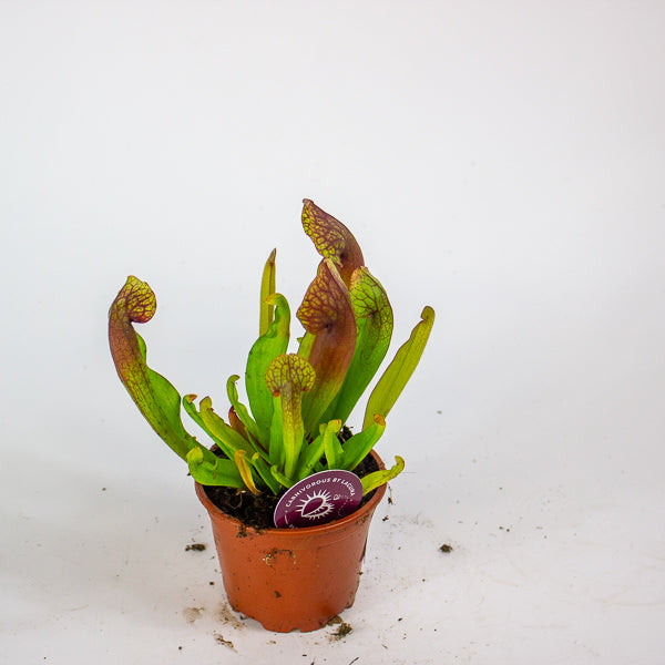 Sarracenia Catesbaei 8.5cm H18cm