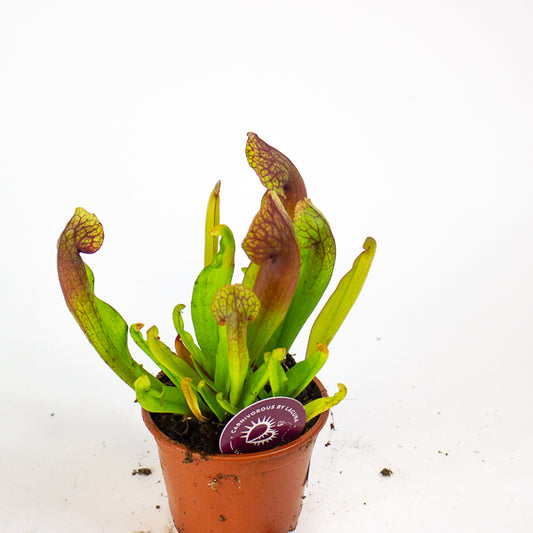 Sarracenia Catesbaei 8.5cm H18cm