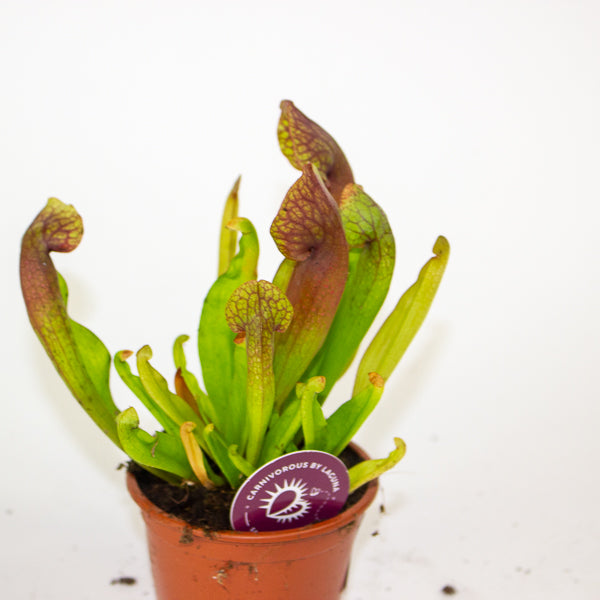 Sarracenia Catesbaei 8.5cm H18cm