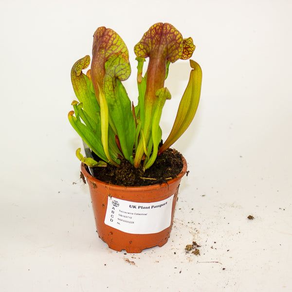 Sarracenia Catesbaei 8.5cm H18cm