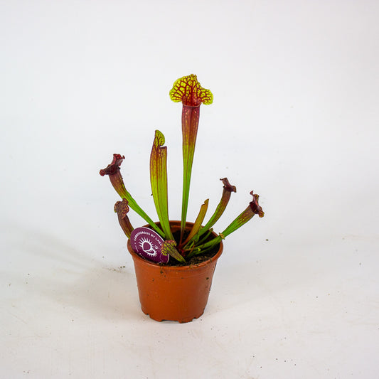 Sarracenia Judith 8.5cm H18cm