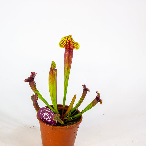 Sarracenia Judith 8.5cm H18cm