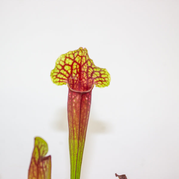 Sarracenia Judith 8.5cm H18cm