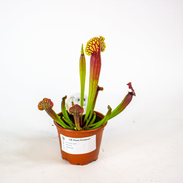 Sarracenia Judith 8.5cm H18cm
