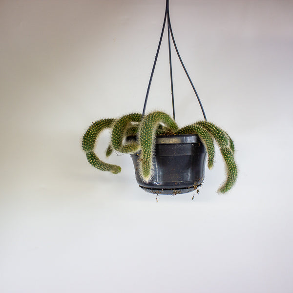 Hildewintera colademonis Monkey Tail 14cm H37cm