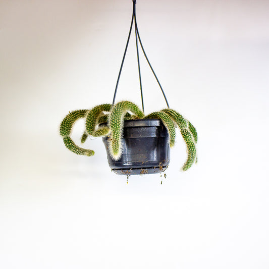 Hildewintera colademonis Monkey Tail 14cm H37cm
