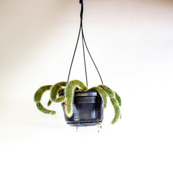 Hildewintera colademonis Monkey Tail 14cm H37cm