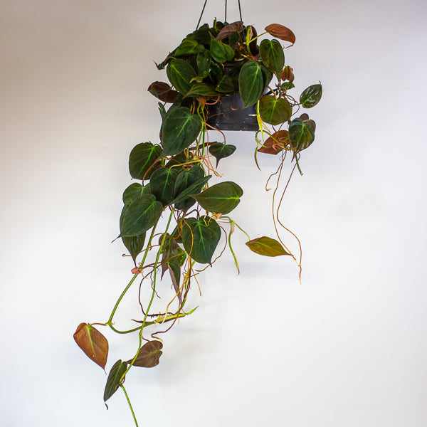 Philodendron scandens subsp. Micans 17cm H60cm