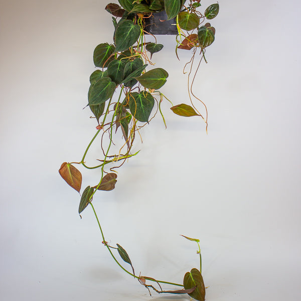 Philodendron scandens subsp. Micans 17cm H60cm
