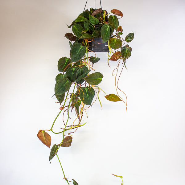 Philodendron scandens subsp. Micans 17cm H60cm