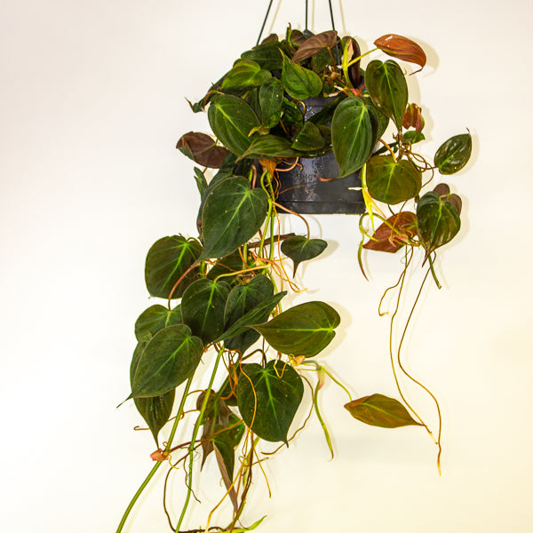 Philodendron scandens subsp. Micans 17cm H60cm