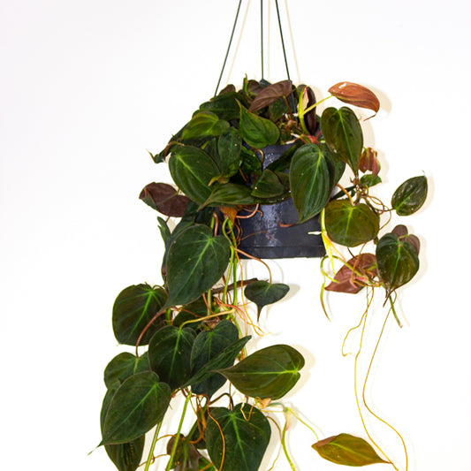 Philodendron scandens subsp. Micans 17cm H60cm